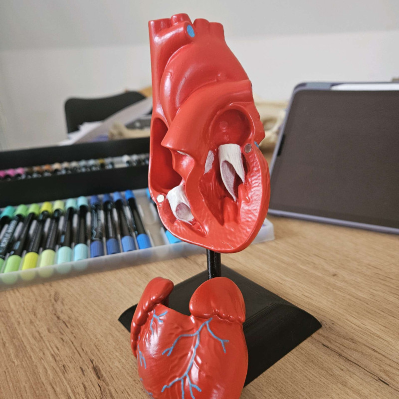 İnsan Kalbi Anatomik Modeli - 2 Parçalı Eğitici 3D Baskı
