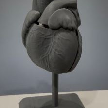 İnsan Kalbi Anatomik Modeli - 2 Parçalı Eğitici 3D Baskı
