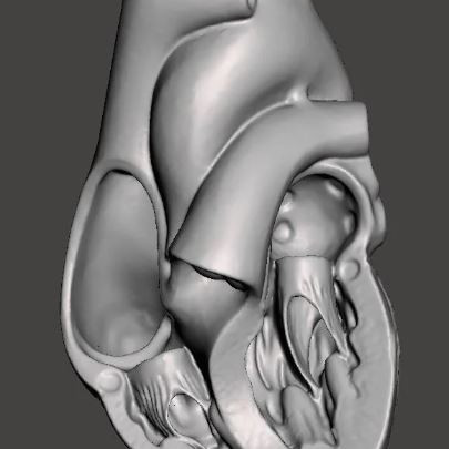 İnsan Kalbi Anatomik Modeli - 2 Parçalı Eğitici 3D Baskı