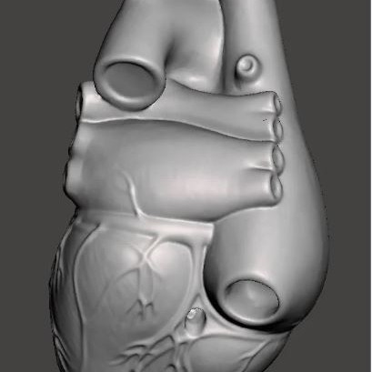 İnsan Kalbi Anatomik Modeli - 2 Parçalı Eğitici 3D Baskı
