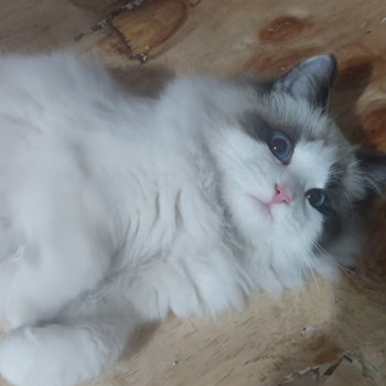 Özel Kedi Litofan Tablosu - 3D Baskı Dekor