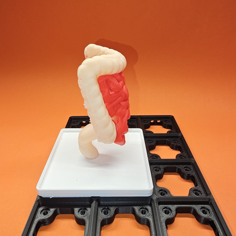 Gridfinity İnsan Sindirim Sistemi Anatomi Modeli - 3D Baskı Eğitim Seti