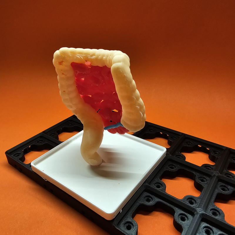 Gridfinity İnsan Sindirim Sistemi Anatomi Modeli - 3D Baskı Eğitim Seti