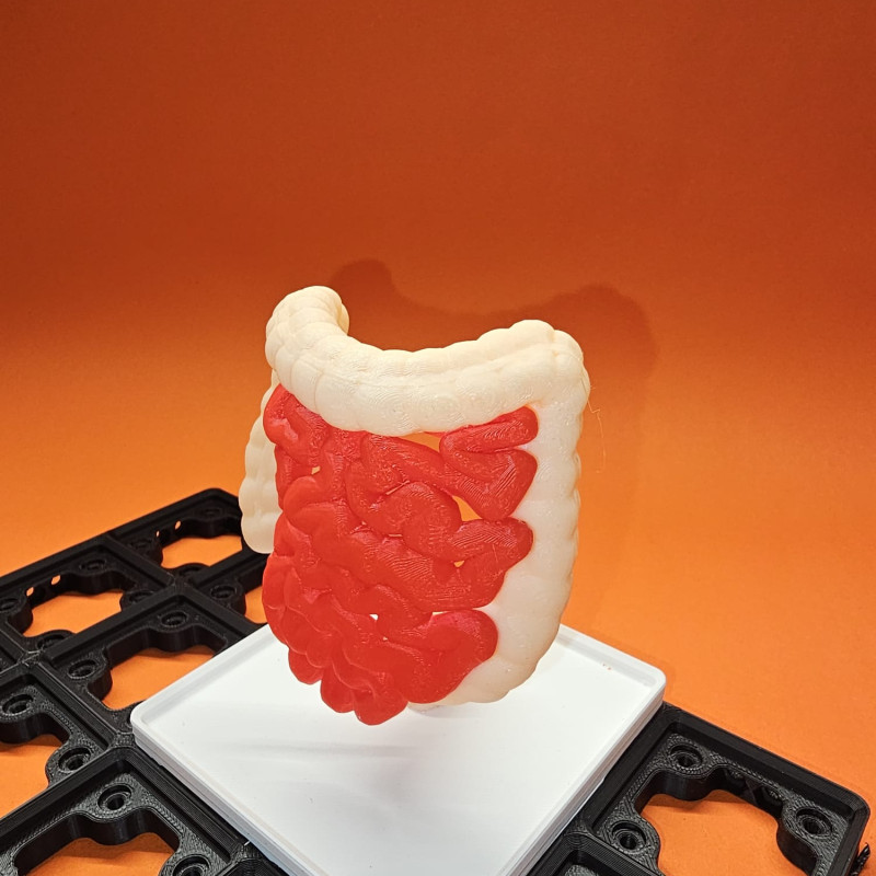 Gridfinity İnsan Sindirim Sistemi Anatomi Modeli - 3D Baskı Eğitim Seti