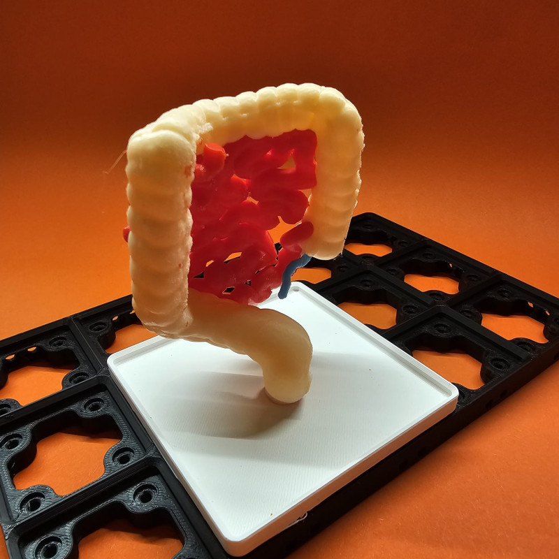 Gridfinity İnsan Sindirim Sistemi Anatomi Modeli - 3D Baskı Eğitim Seti