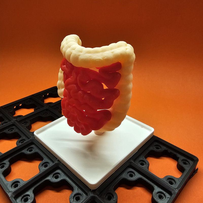 Gridfinity İnsan Sindirim Sistemi Anatomi Modeli - 3D Baskı Eğitim Seti