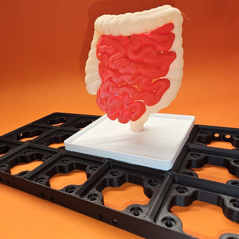 Gridfinity İnsan Sindirim Sistemi Anatomi Modeli - 3D Baskı Eğitim Seti