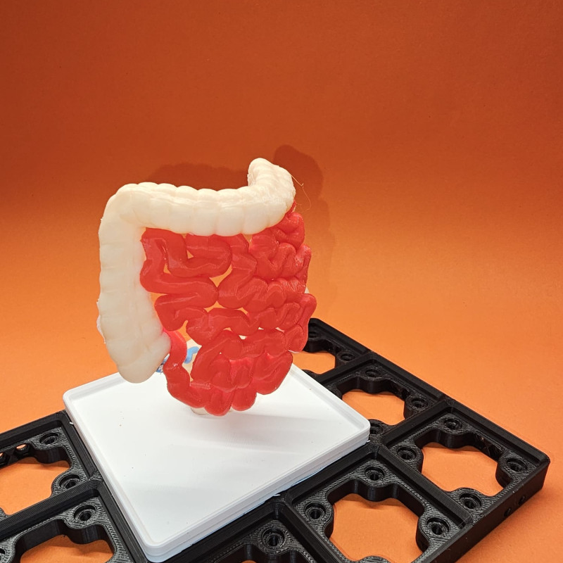 Gridfinity İnsan Sindirim Sistemi Anatomi Modeli - 3D Baskı Eğitim Seti