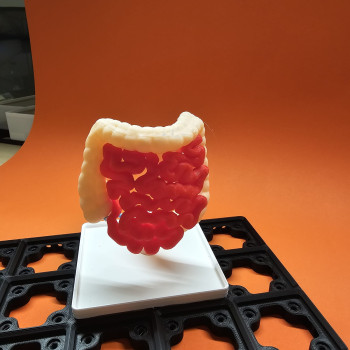 Gridfinity İnsan Sindirim Sistemi Anatomi Modeli - 3D Baskı Eğitim Seti