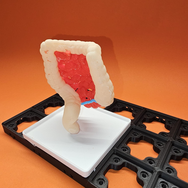 Gridfinity İnsan Sindirim Sistemi Anatomi Modeli - 3D Baskı Eğitim Seti