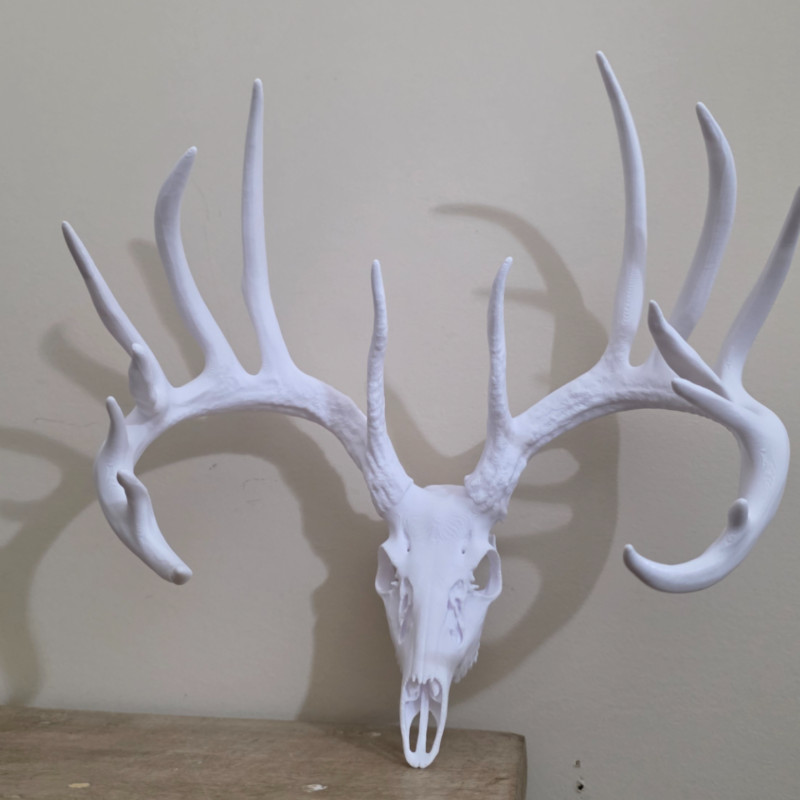 3D Baskılı Beyaz Kuyruklu Geyik Kafatası Duvar Dekoru - Sweet Model
