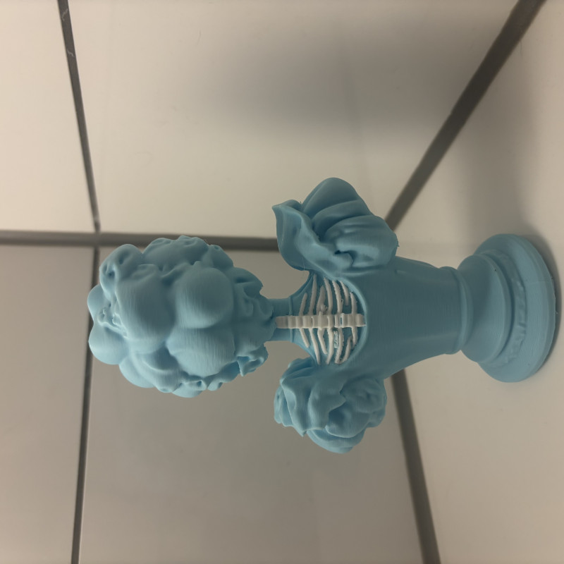 Viktorya Dönemi Kadın İskelet Büst Dekor - 3D Baskı