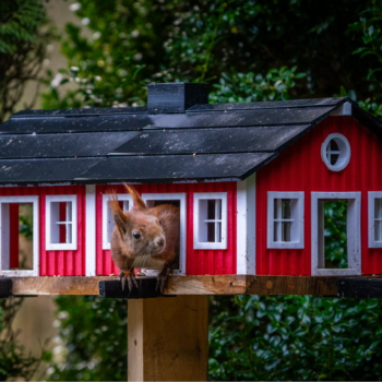 İsveç Tarzı Kuş Evi ve Sincap Yemliği - 3D Baskı Bahçe Dekoru
