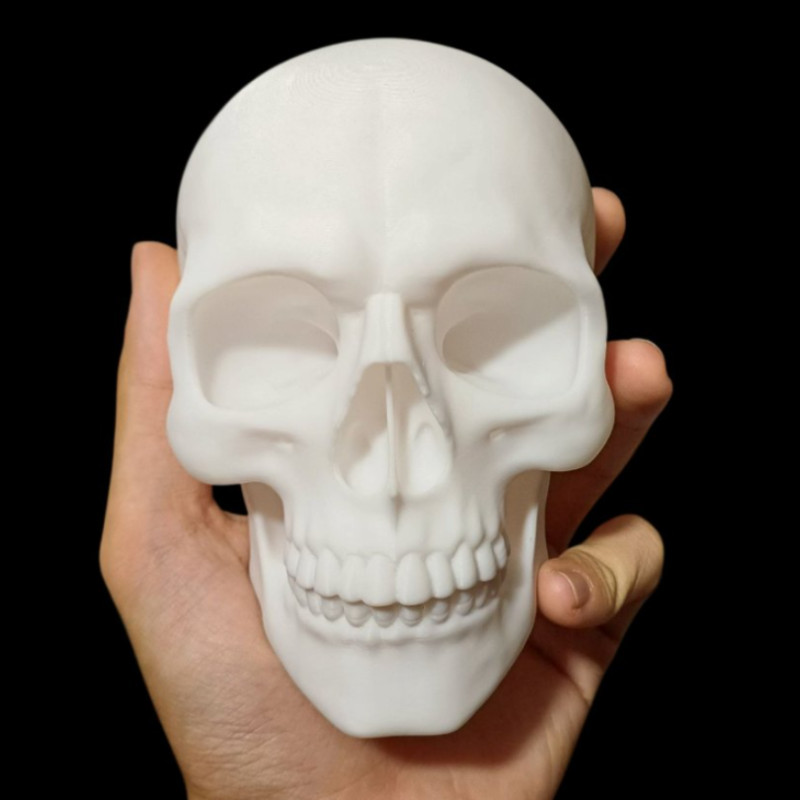 3D Baskı Kafatası Modeli - Eğitici Anatomi Maketi