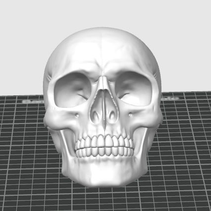 3D Baskı Kafatası Modeli - Eğitici Anatomi Maketi