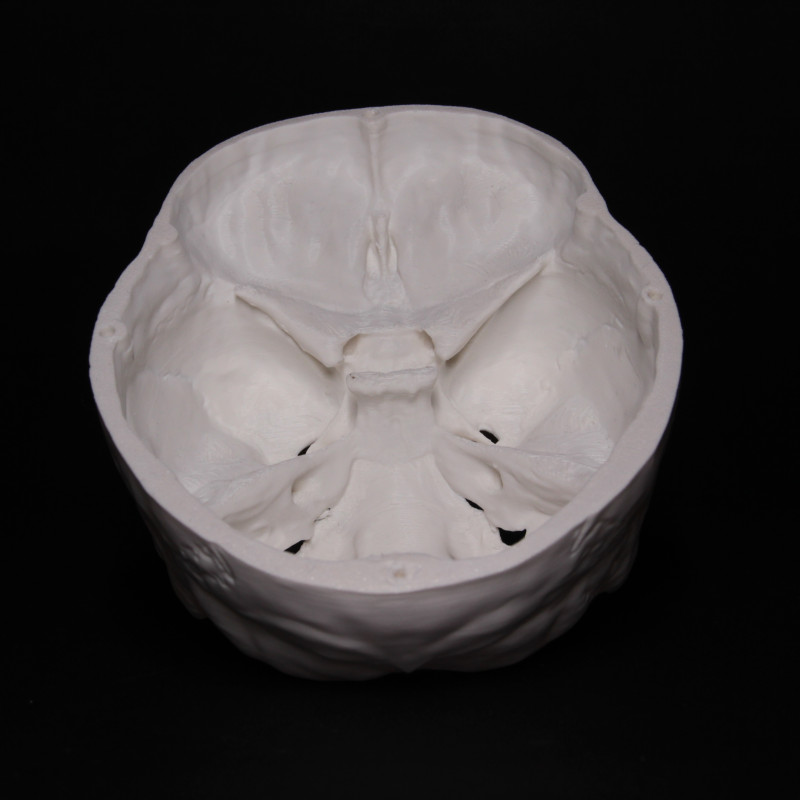 Anatomik Doğru Öğrenci Kafatası Modeli - 3D Baskı Eğitim