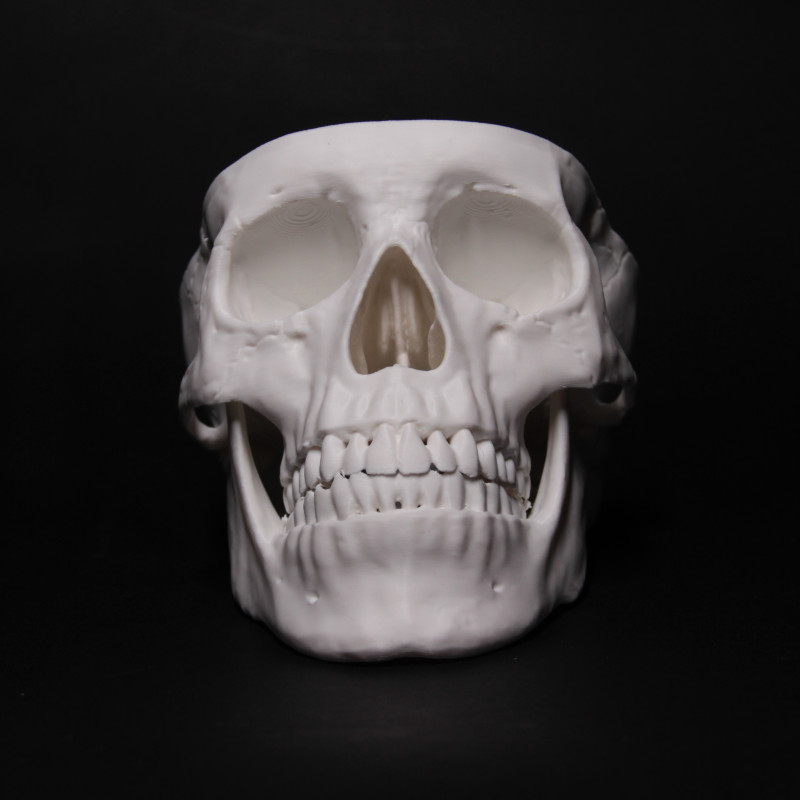 Anatomik Doğru Öğrenci Kafatası Modeli - 3D Baskı Eğitim