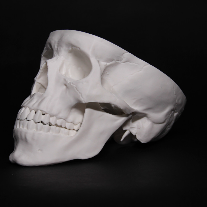 Anatomik Doğru Öğrenci Kafatası Modeli - 3D Baskı Eğitim