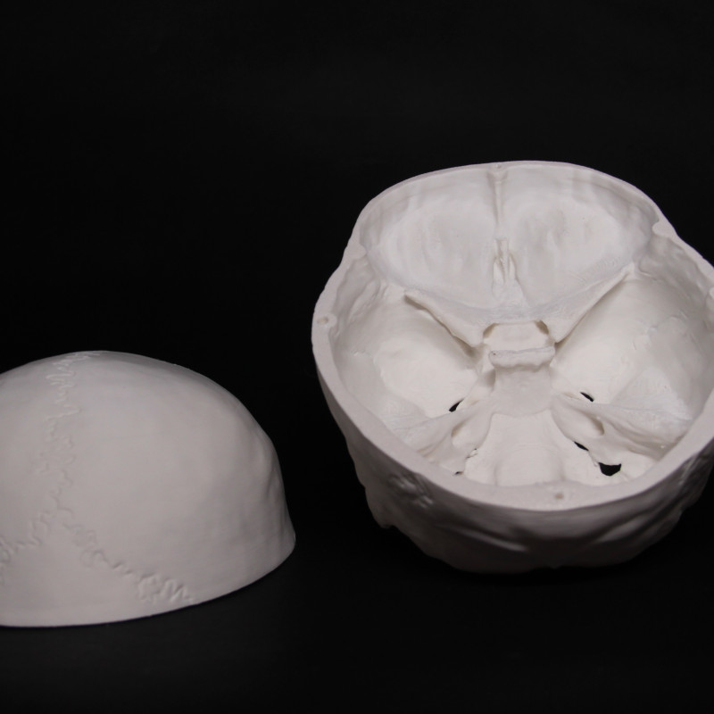 Anatomik Doğru Öğrenci Kafatası Modeli - 3D Baskı Eğitim