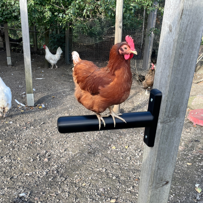 3D Baskı Tavuk Tünek ve Salıncak - Evcil Hayvan Eğlencesi 3D Baskı Tavuk Tünek ve Salıncak - Evcil Hayvan Eğlencesi