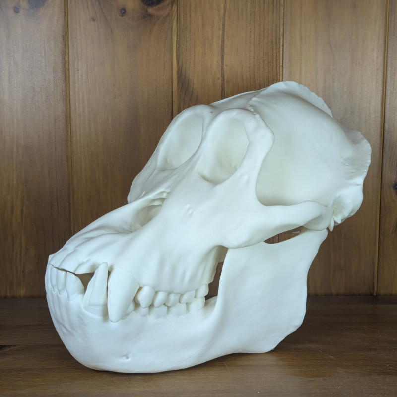 Orangutan Kafatası 3D Baskı Biyoloji Eğitim Modeli