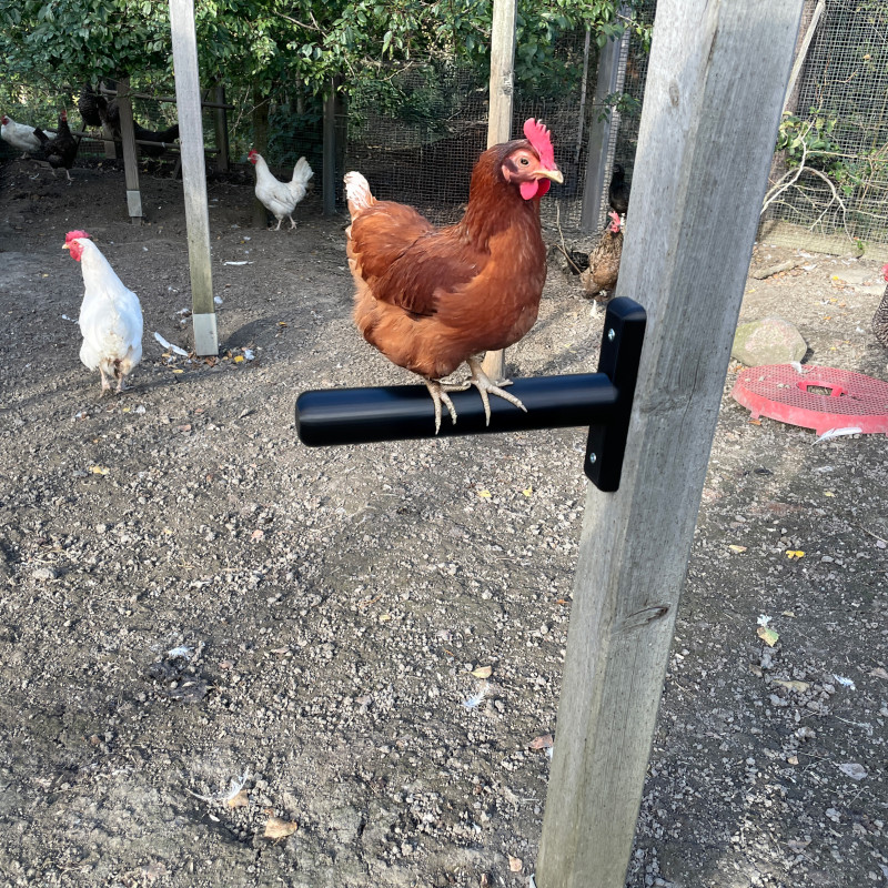 3D Baskı Tavuk Tünek ve Salıncak - Evcil Hayvan Eğlencesi 3D Baskı Tavuk Tünek ve Salıncak - Evcil Hayvan Eğlencesi