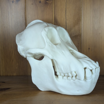 Orangutan Kafatası 3D Baskı Biyoloji Eğitim Modeli