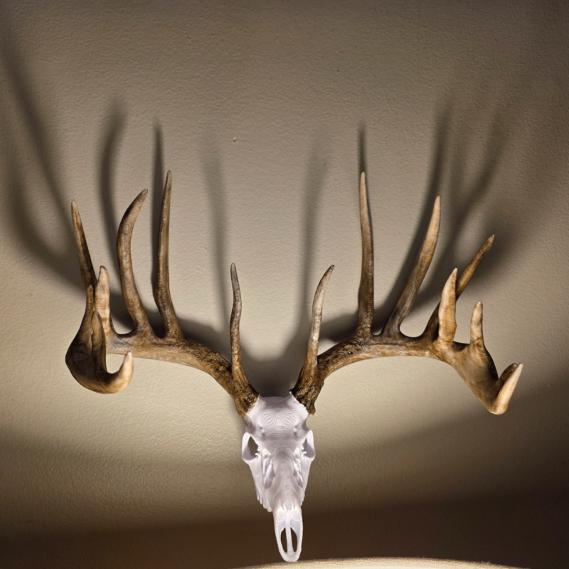 3D Baskılı Beyaz Kuyruklu Geyik Kafatası Duvar Dekoru - Sweet Model