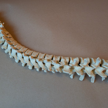 Eğitici Hareketli İnsan Omurga Modeli - 3D Baskı Anatomi