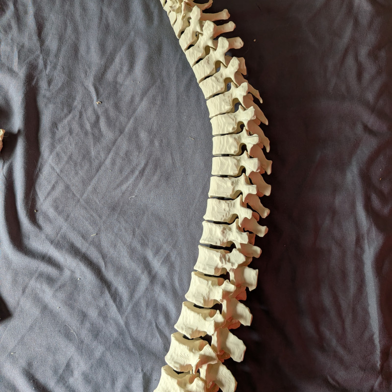 Eğitici Hareketli İnsan Omurga Modeli - 3D Baskı Anatomi