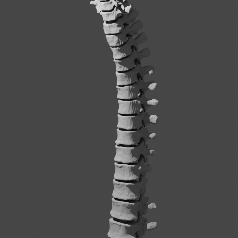 Eğitici Hareketli İnsan Omurga Modeli - 3D Baskı Anatomi