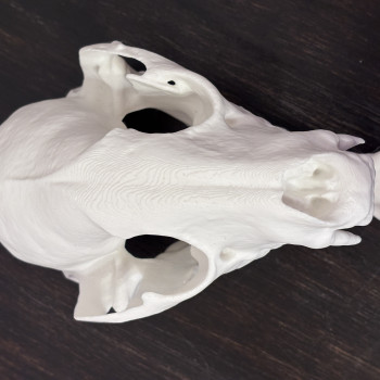 Büyük Rakun Kafatası 3D Baskı Dekoratif Biyoloji Modeli