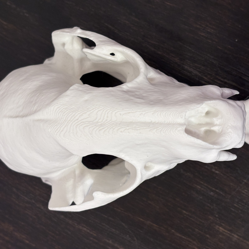 Büyük Rakun Kafatası 3D Baskı Dekoratif Biyoloji Modeli