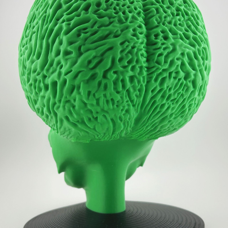 Uzaylı Beyin Kase Büst - 3D Baskılı Bilim Kurgu Dekor