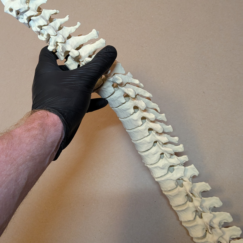 Eğitici Hareketli İnsan Omurga Modeli - 3D Baskı Anatomi