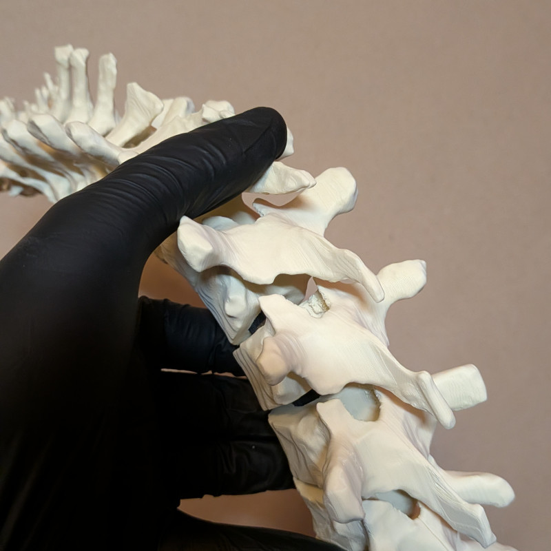 Eğitici Hareketli İnsan Omurga Modeli - 3D Baskı Anatomi