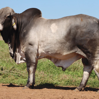 Zebu1 AI Tarayıcı 3D Baskı Modeli - Özgün Tasarım