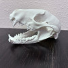Büyük Rakun Kafatası 3D Baskı Dekoratif Biyoloji Modeli