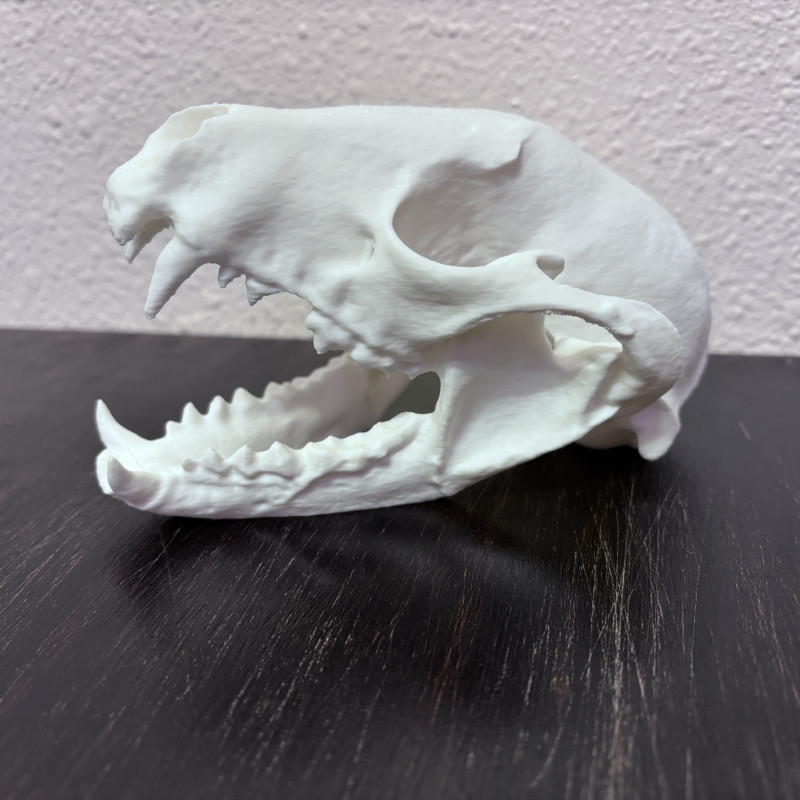 Büyük Rakun Kafatası 3D Baskı Dekoratif Biyoloji Modeli