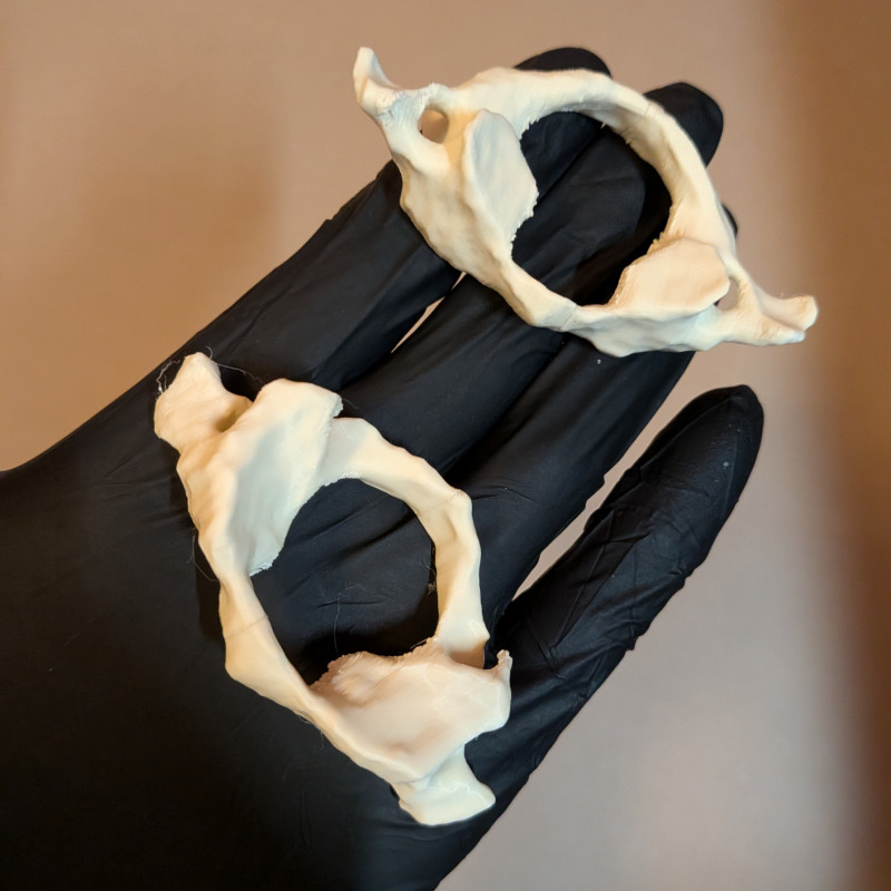 Eğitici Hareketli İnsan Omurga Modeli - 3D Baskı Anatomi