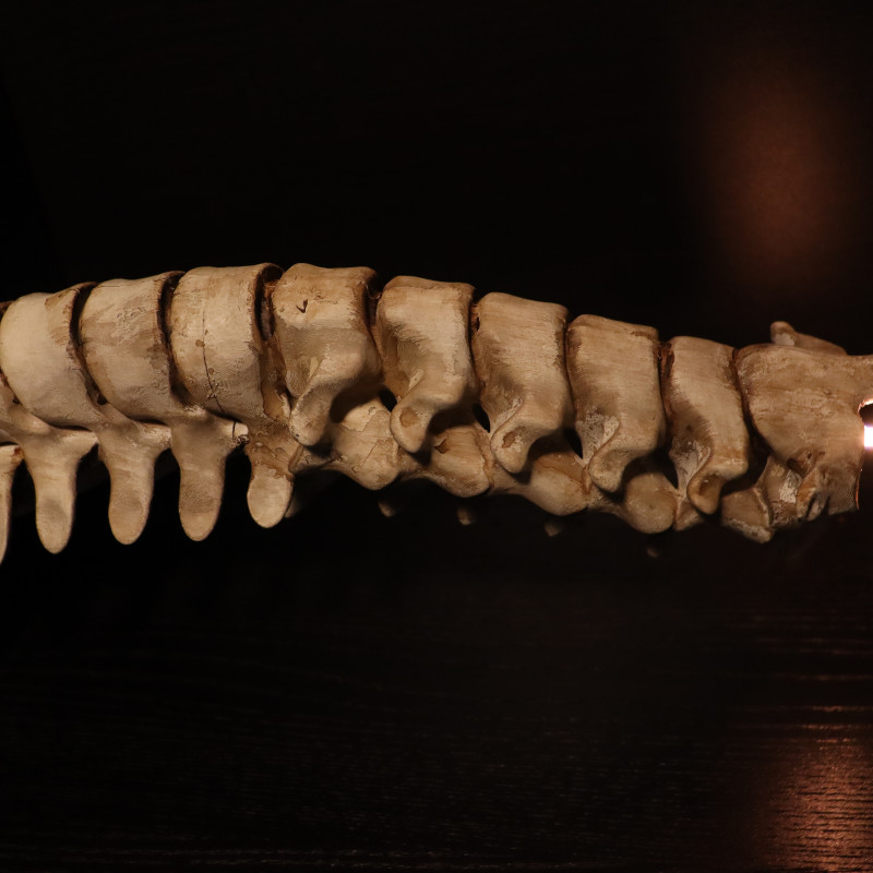 Karanlık ve Gotik Kafatası Mumluk Seti - 3D Baskı Dekor Karanlık ve Gotik Kafatası Mumluk Seti - 3D Baskı Dekor