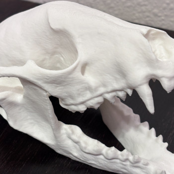 Büyük Rakun Kafatası 3D Baskı Dekoratif Biyoloji Modeli
