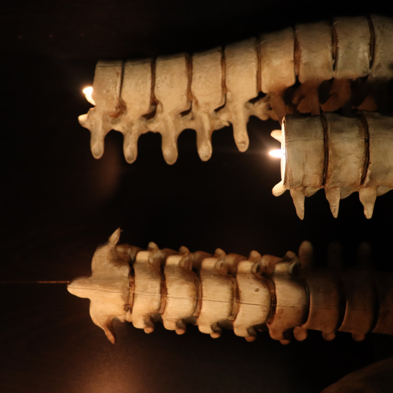 Karanlık ve Gotik Kafatası Mumluk Seti - 3D Baskı Dekor Karanlık ve Gotik Kafatası Mumluk Seti - 3D Baskı Dekor