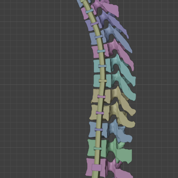 Eğitici Hareketli İnsan Omurga Modeli - 3D Baskı Anatomi