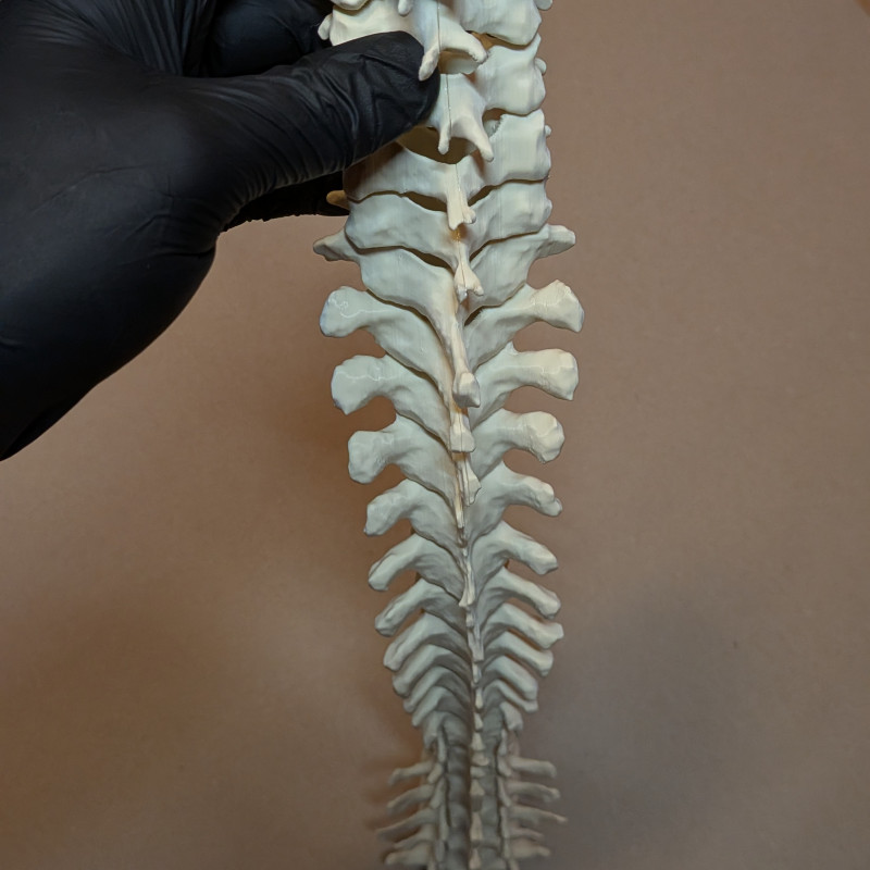 Eğitici Hareketli İnsan Omurga Modeli - 3D Baskı Anatomi