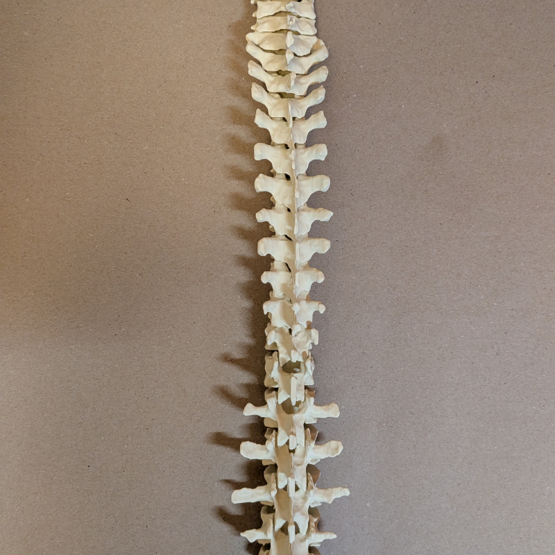 Eğitici Hareketli İnsan Omurga Modeli - 3D Baskı Anatomi