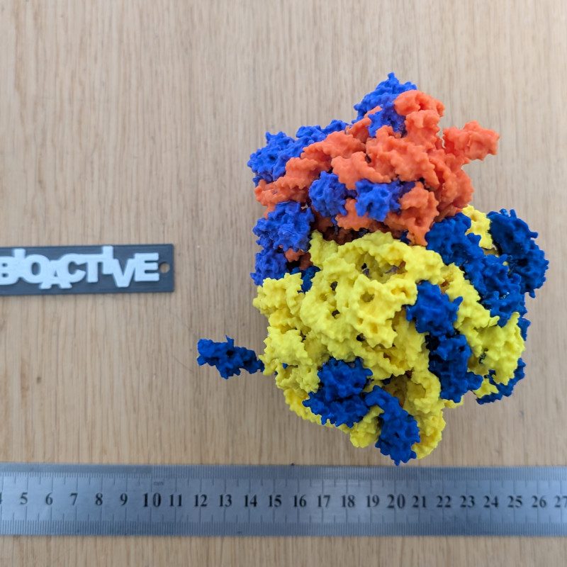 Bakteriyel 70S Ribozom 3D Baskı Modeli - Eğitim ve Biyoloji
