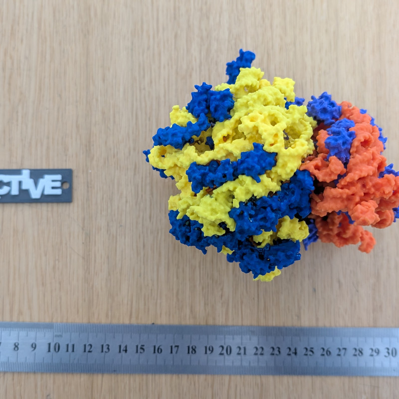 Bakteriyel 70S Ribozom 3D Baskı Modeli - Eğitim ve Biyoloji