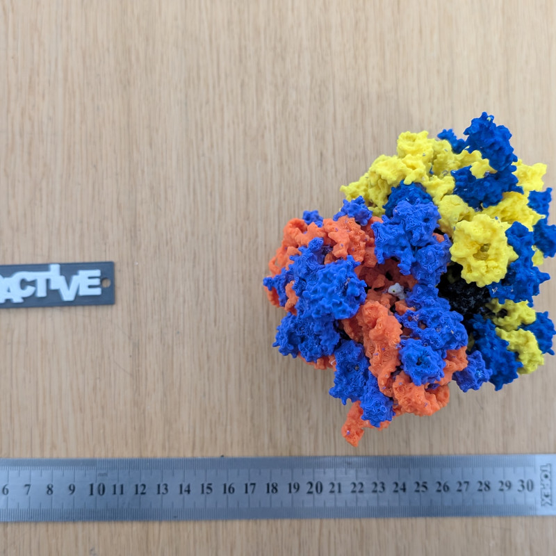 Bakteriyel 70S Ribozom 3D Baskı Modeli - Eğitim ve Biyoloji
