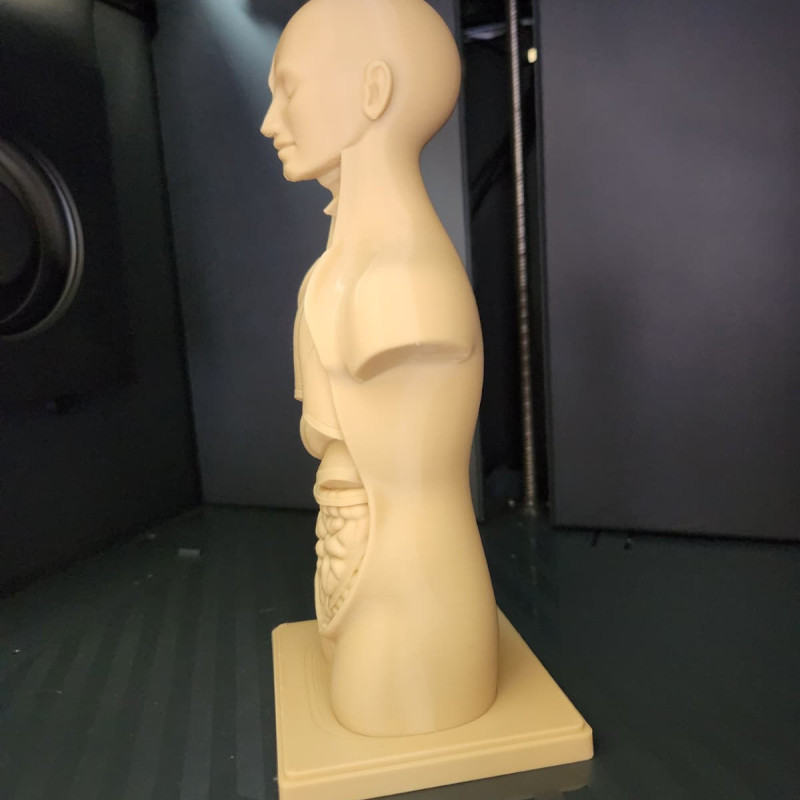İnsan Gövde Anatomisi Modeli - Eğitici 3D Baskı